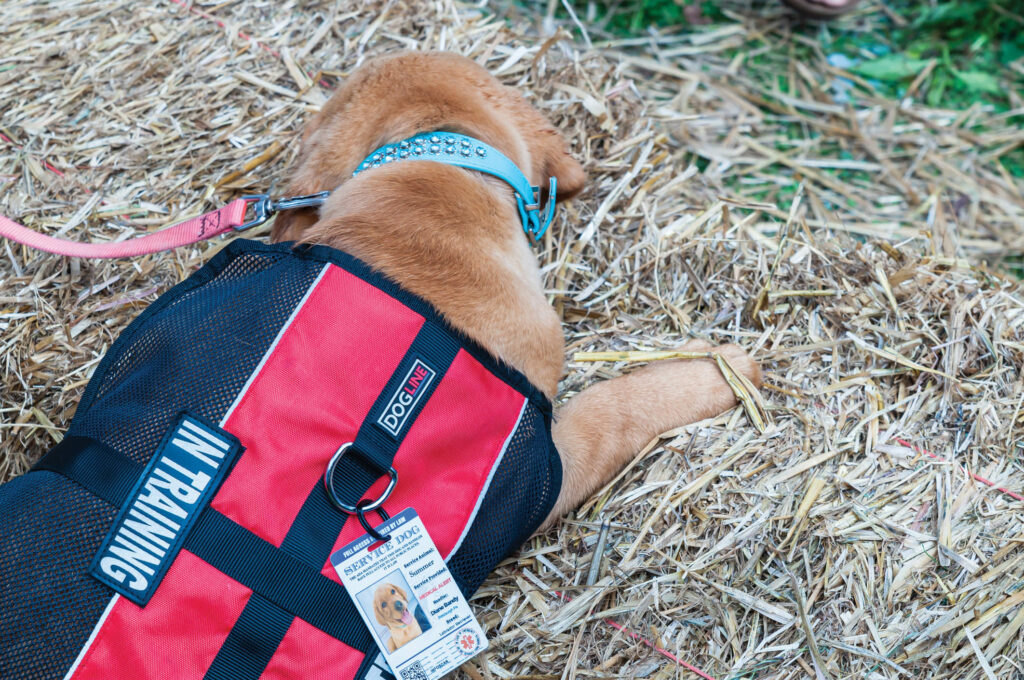 how-to-get-a-service-dog-everything-you-need-to-know