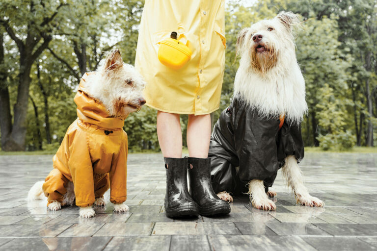 what do you do with a puppy on a rainy day