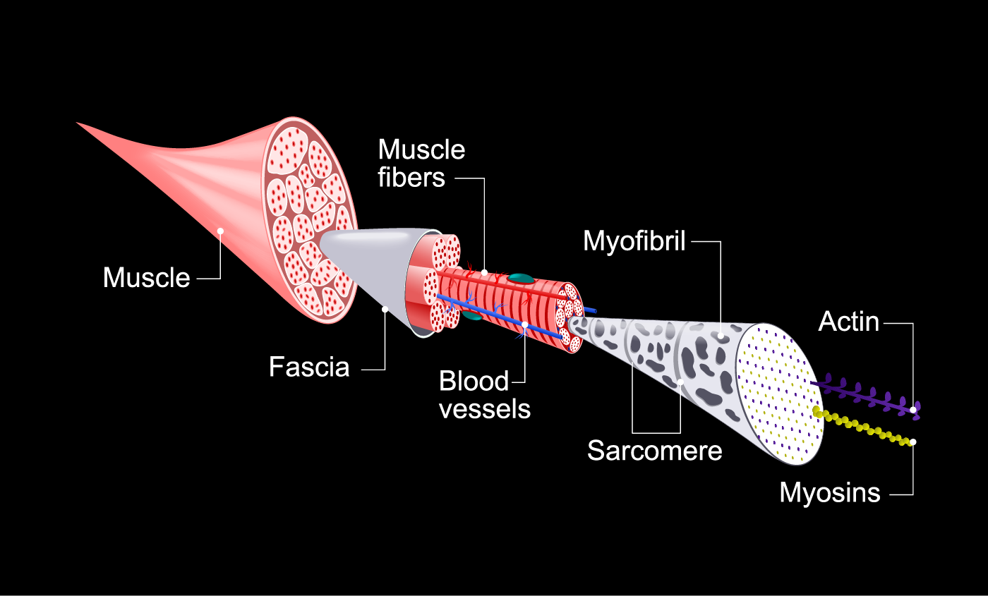 Skeletal Muscle